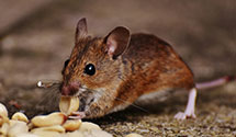24 Hour & Emergency Exterminators in Palo Verde, AZ